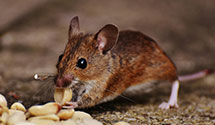 24 Hour & Emergency Exterminators in Shared Zip Code, IN